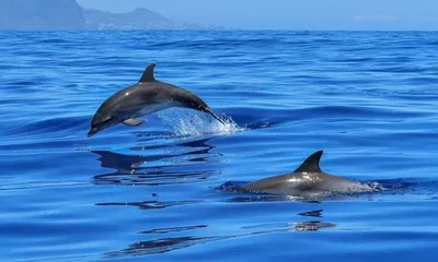 Скачать 960x544 беломордый дельфин, дельфин, животное, всплеск обои,  картинки playstation ps vita