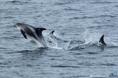 Млекопитающие животные дельфины - 62 фото