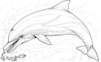 Беломордый дельфин - 72 фото