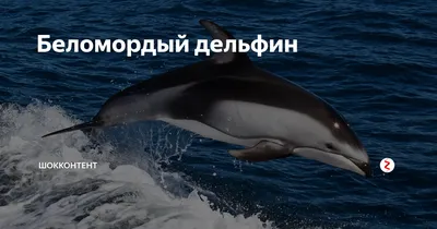 серый дельфин как вектор подводного моря Иллюстрация штока - иллюстрации  насчитывающей франтовск, ангстрома: 228218364