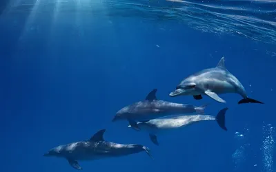 Беломордый дельфин - Дельфиновые | Некоммерческий учебно-познавательный  интернет-портал Зоогалактика