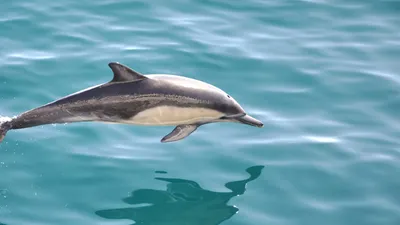 Беломордый дельфин | шокконтент | Дзен