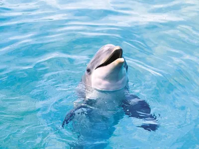 Раскраски морские дельфины (40 фото) » Картинки, раскраски и трафареты для  всех - Klev.CLUB