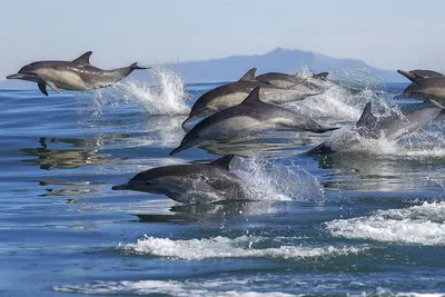 File:Arctic dolphin.jpg - Wikimedia Commons