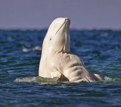 beluga whale | Beluga whale, Whale, Albino animals