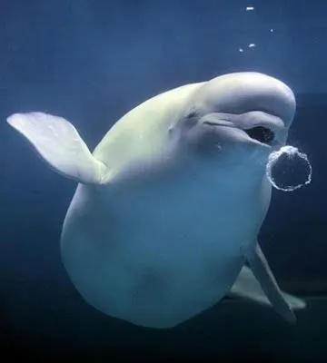 Shredded beluga whale : r/AbsoluteUnits