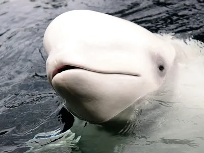 X-Ray Mag | Manitoba works to save beluga population