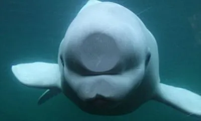 Albino beluga whale's squashed nose as he takes closer look at aquarium  visitors | Daily Mail Online