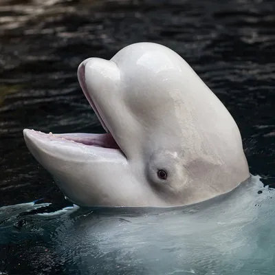 Ten Interesting Facts about Beluga Whales | Blog Posts | WWF