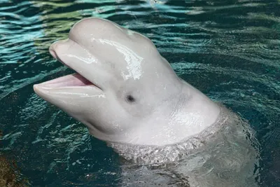 Beluga Whale - Georgia Aquarium