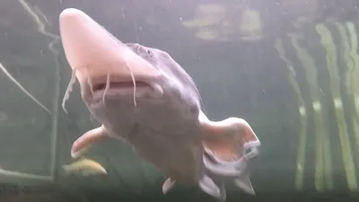 Horizontal shot of a white beluga whale rubbing against the glass tank at  the Georgia aquarium, Atlanta, Georgia, USA Stock Photo - Alamy