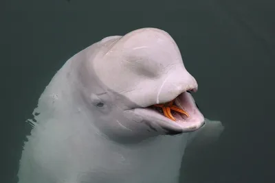 2nd Vancouver Aquarium beluga whale in distress | CBC News