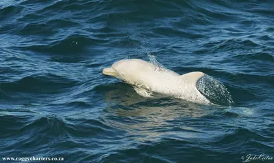 Shedd Aquarium on X: \"Join us in wishing a very #HappyBirthday to #beluga  #whale Bella! What she's up to: http://t.co/qaLoWY0VDx  http://t.co/5vnwIeg22M\" / X