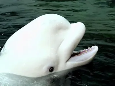 UNDERWATER PHOTOGRAPHY Graeme Parker · in 2023 | Beluga sturgeon,  Underwater photography, Albino