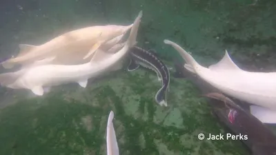 Albino sturgeon hi-res stock photography and images - Alamy