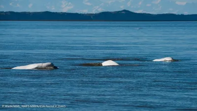 Emma Luck on X: \"Three years ago I met Hvaldimir the beluga in Norway…I  think about him all of the time 🥺 https://t.co/quoda5w5ZT\" / X