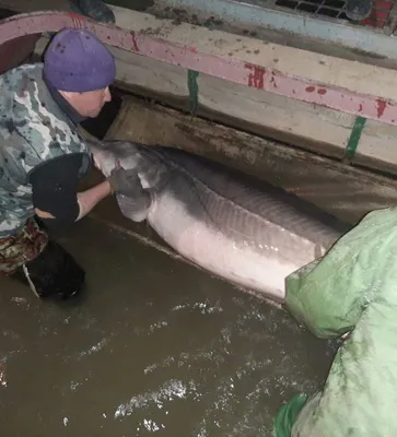 Survival Of Albino Bottlenose Dolphin Excites Marine Fans - Sunday Tribune  | Everand