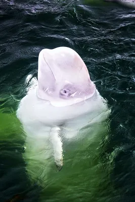 Ocean Mysteries with Jeff Corwin\" Beluga Tales (TV Episode 2013) - IMDb