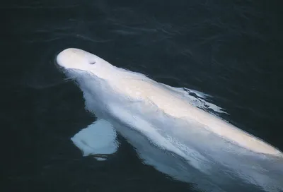 World's largest aquarium expects birth of rare beluga whale