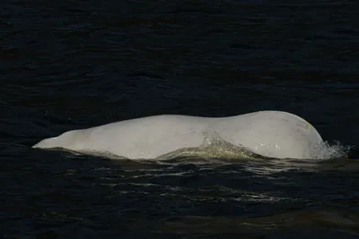 Study Sheds Light on Critically Endangered Beluga Whale Population – Woods  Hole Oceanographic Institution