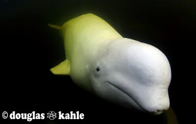 Baby beluga at the Vancouver aquarium | A baby Beluga was bo… | Flickr