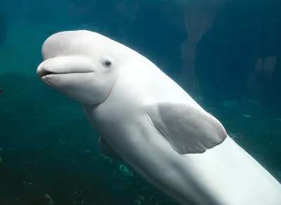 Beluga: a jewel in Patagonia - Kenoz