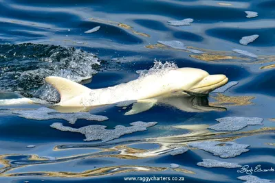 Download Majestic Beluga Whale In Crystal Clear Waters Wallpaper |  Wallpapers.com