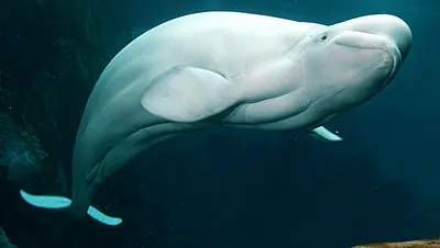 26 Beluga Whale Photos, Pictures And Background Images For Free Download -  Pngtree