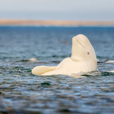 Beluga by Bernadette Abesamis | 500px | Animals beautiful, Pet birds, Beluga