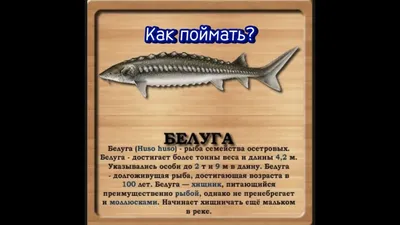 Браконьер выловил в Волге белугу весом 130 кг и длиной 2 м | 12.07.2022 |  Волжский - БезФормата