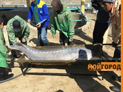 На Волге в Самарской области рыбаку снова попалась рыба с щучьей чумой