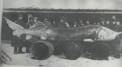 1910-е. На Волге. Снимки Захария Захариевича Виноградова. Часть 21