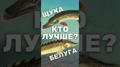 Белуга холодного копчения балык. Доставка заказа по Москве и области,  купить продукцию в магазине компании «Олимп Фиш»