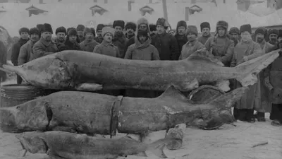 В Азовском море водилась царь-рыба весом до тонны | Пикабу