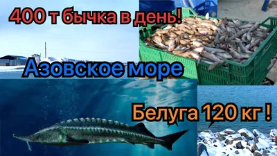 На берег Волги в Волгограде выбросило полную икры двухметровую белугу