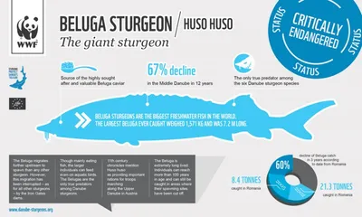 Рыбаки поймали гигантскую белугу. Что им грозит?