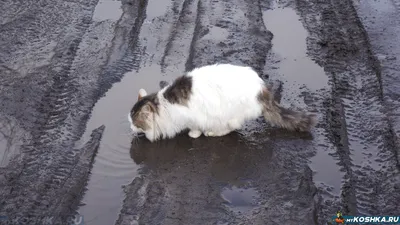 У кошки в кале белые червячки: что делать, фото