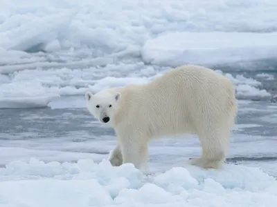 Где и как размножается белый медведь – GoArctic.ru – Портал о развитии  Арктики