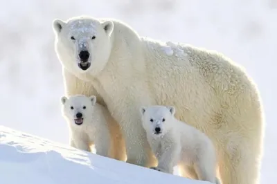 Белые медведи на Новой Земле – GoArctic.ru – Портал о развитии Арктики