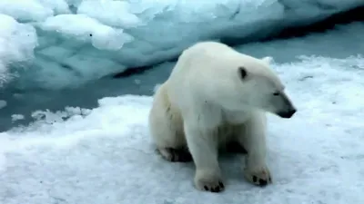 Белый медведь впервые за 30 лет убил человека на Аляске. Что заставляет  крупнейших хищников планеты нападать на людей?: Звери: Из жизни: Lenta.ru