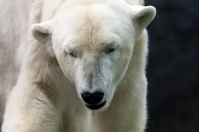 Медвежата-двойняшки впервые вышли на прогулку в Новосибирском зоопарке - 10  марта 2023 - НГС