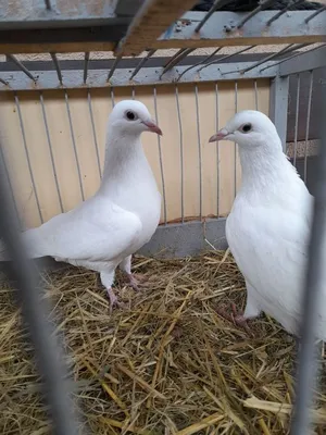 Biele poštové holuby, white racing pigeon, белые почтовые голуби | Vinné