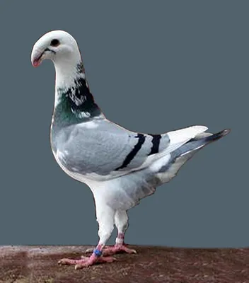 Biele poštové holuby, white racing pigeon, белые почтовые голуби added a  new photo — in Vinné,... - Biele poštové holuby, white racing pigeon, белые  почтовые голуби