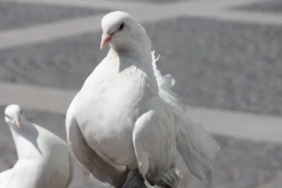 Biele poštové holuby, white racing pigeon, белые почтовые голуби - ♀ SK  2017 2704 261 | Facebook