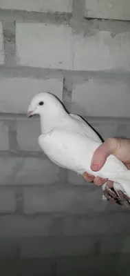 Biele poštové holuby, white racing pigeon, белые почтовые голуби | Vinné