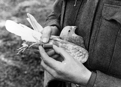 Почтовый голубь - русский язык как иностранный | Dove pictures, Dove  flying, White pigeon