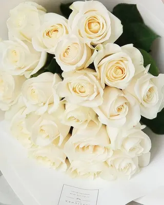 Белые розы фотографии