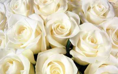 Самые красивые белые розы - 61 фото