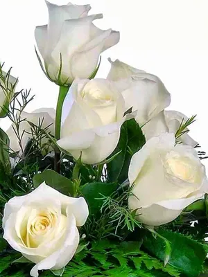 Открытка белые розы женщине - 64 фото