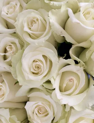 Букет белых роз | Plants, Rose, Flowers
